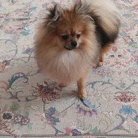 سگ پامرانین خرسی عروسکی