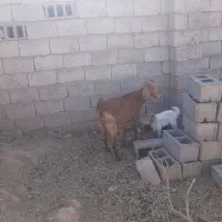 با سلام بز جوان شیرده