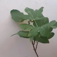 دوستداران گلهای بسیار زیباطبیعی آپارتمانی|گل و گیاه طبیعی|شهرکرد, |دیوار