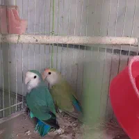 عروس هلندی|پرنده|خمینی‌شهر, |دیوار
