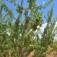 باغ هکتاری معاوضه با خونه باغ .چرامکان .پسکوهک|فروش زمین و ملک کلنگی|شیراز, باغشهر قصر سبز|دیوار