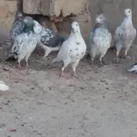 تهرانی به شرط