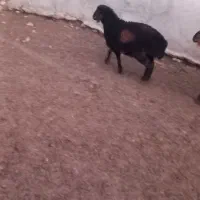 بره قوچ همو|حیوانات مزرعه|شیروان (خراسان), |دیوار