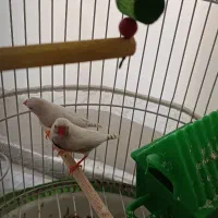 دو عدد فنچ با متعلقات