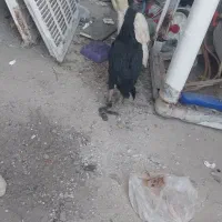 مرغ دشتیاری