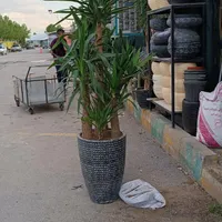گل وگیاه بیرونی،گلدان،تعویض خاک،چکاپ،کوددهی|گل و گیاه طبیعی|مشهد, شهرک صنعتی توس|دیوار