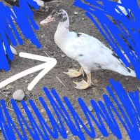 اردک ۴ ماهه اسرائیلی|حیوانات مزرعه|چالوس, |دیوار