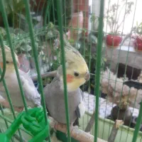 عروس نر