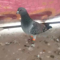 کفتر|پرنده|سنگدوین, |دیوار