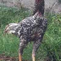 خروس لاری  کوکو تاج مهر  و مرغ لاری ترک