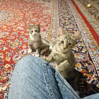 واگذاری بچه گربه ۳ ماهه به صورت رایگان
