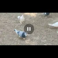 کبوتر گمشده