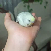 جوجه مرغ عشق انگیلیسی دستی شدن آسان