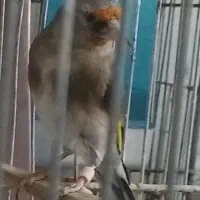 سره کرمانی نر جوجه قفس رام  سره ماده آماده قفسی