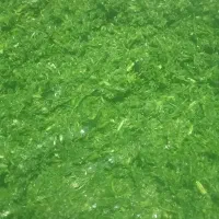 سبزی خورشتی|خوردنی و آشامیدنی|شیراز, دست خضر|دیوار