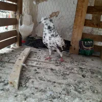 کبوتر سوسکی|پرنده|پاکدشت, پاکدشت (مامازند)|دیوار