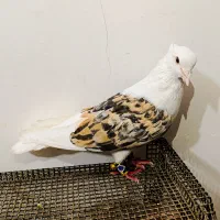 کبوتر پشت هفت‌رنگ عتیقه و زیر خاکی پر خال سیاه