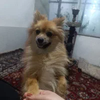 پامر روباهی ماده|سگ|صحنه, |دیوار