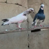 کفتر