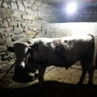 گوسالە نر