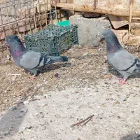 کبوتر|پرنده|زابل, |دیوار