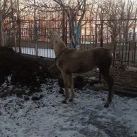 فروش کره مادیان