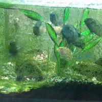 ماهی سیچلاید