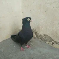 کبوتر شهرضا