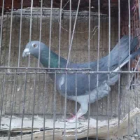 کبوتر نره پلاکی مسافتی چای قشنگ گرفتنی|پرنده|بروجرد, |دیوار