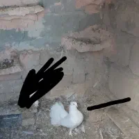 کفتر چطری خوشگل