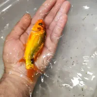 ماهی کوی|ماهی|مشهد, ایثار|دیوار