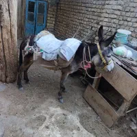 الاغ
