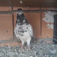 کبوتر پاکستانی ماده