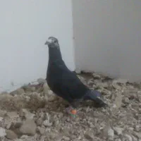 نر سوسکی کله برنجی