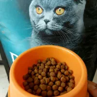 غذای خشک گربه عقیم شده رفلکس