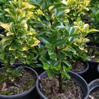 شمشاد طلایی ونعنایی قیمت درهم بگیرید 10