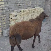 قوچ هتروزیگوت