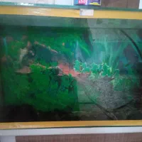 اکواریم|ماهی|همدان, |دیوار