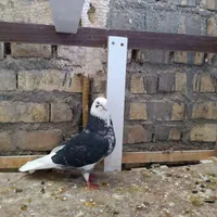 لوستر...کبوتر