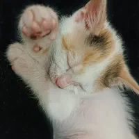 واگذاری گربه