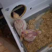 فروش جوجه لوتینو ۱۸روزه|پرنده|بندر ماهشهر, |دیوار