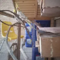 عروس هلندی