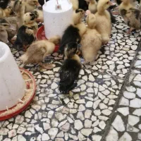 جوجه اردک و جوجه مرغ یکهفتهای|حیوانات مزرعه|رشت, باهنر|دیوار