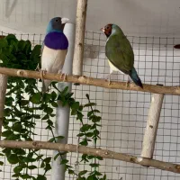 فنچ گلدین|پرنده|سیرجان, |دیوار