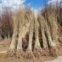 مجموعه نهالستان شاه نهال