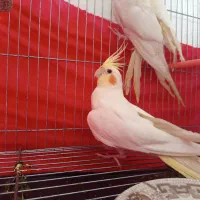 عروس هلندی دم تخم