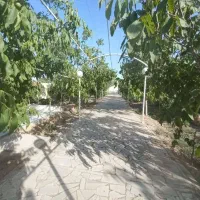 زمین هاشمیه مهنه 8
