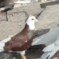 پرنده