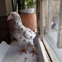 کبوتر|حیوانات|کرمانشاه, |دیوار