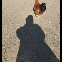 خروس|حیوانات مزرعه|سبزوار, غرب نیروگاه|دیوار